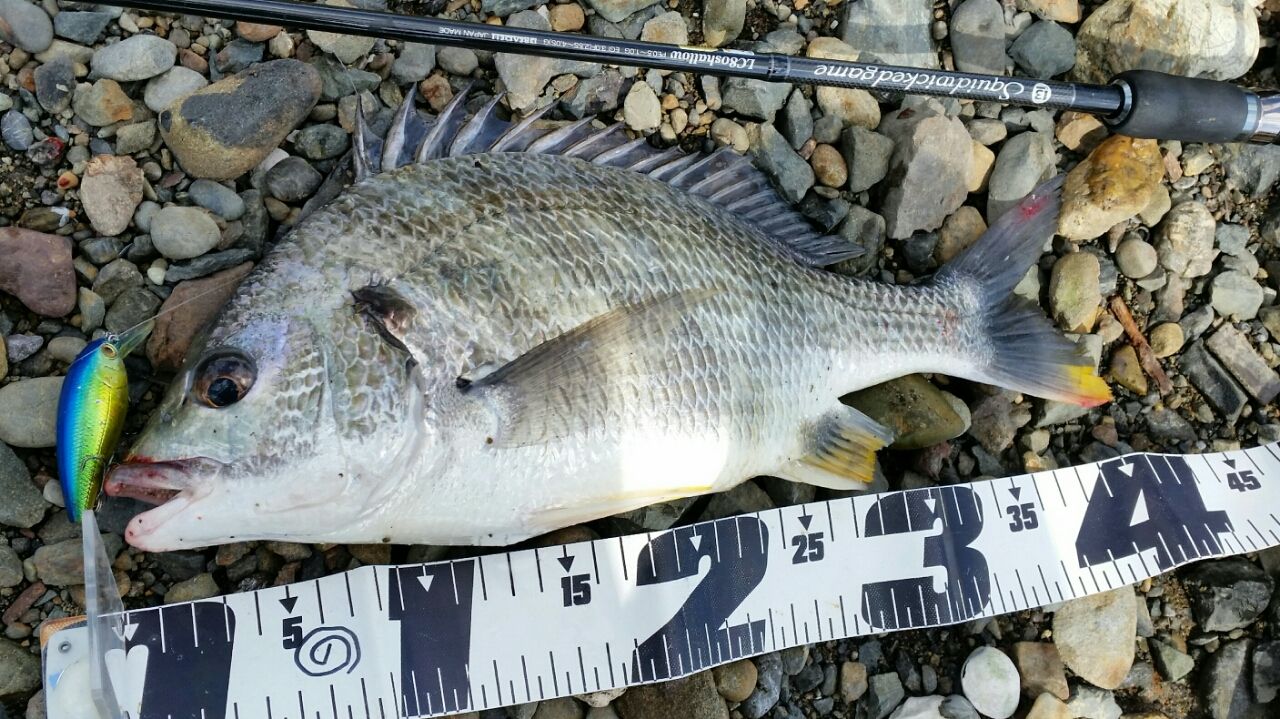 日中もクランクベイトで黒鯛釣り ぱるます Lure Fishing 日中もクランクベイトで黒鯛釣り ぱるます Lure Fishing