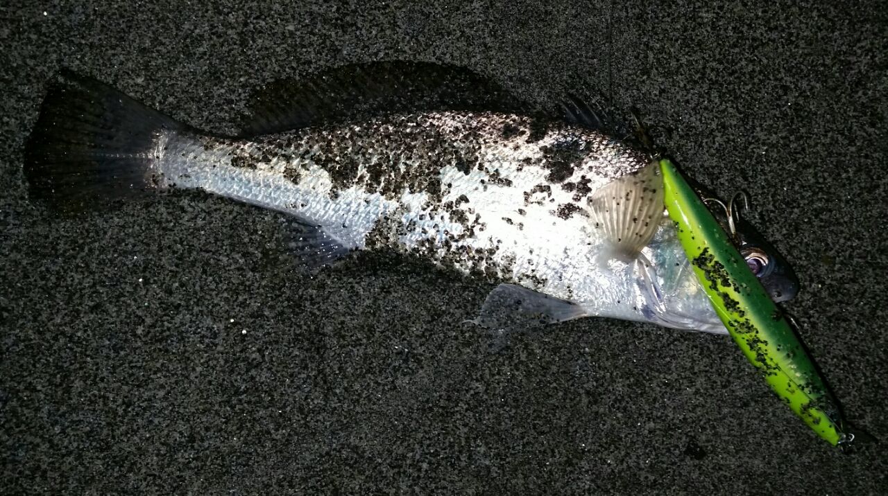 シマノ nessa live 遠州パーティー 自宅のパーティー ぱるます Lure Fishing シマノ nessa live 遠州パーティー 自宅のパーティー ぱるます Lure Fishing