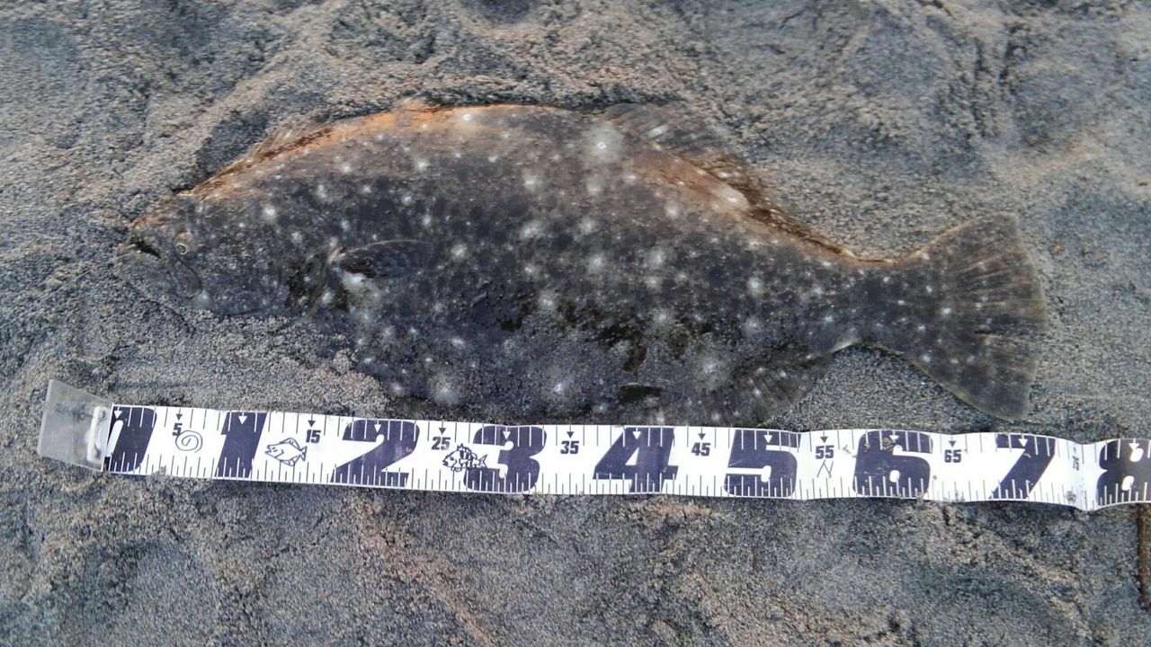 タイドバイブスコア100で座布団ヒラメ釣りました 高木レインボーとduoに感謝祭 ぱるます Lure Fishing