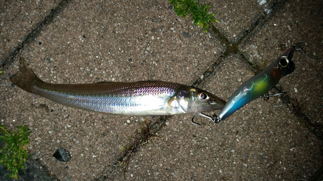 サーフの恵み 好調 チヌ ミニマルゲーム ぱるます Lure Fishing サーフの恵み 好調 チヌ ミニマルゲーム ぱるます Lure Fishing