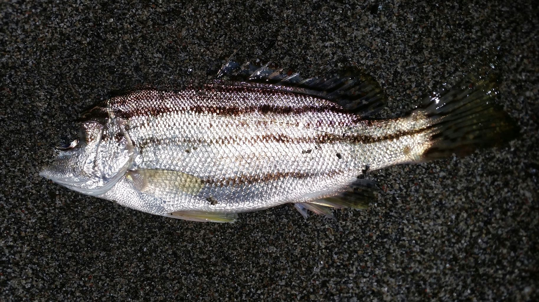 シーバス狙い 夜サーフ メタルマルでチヌ ぱるます Lure Fishing シーバス狙い 夜サーフ メタルマルでチヌ ぱるます Lure Fishing