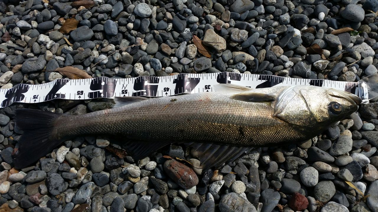 遠州灘 昼下がりのシーバス ランカー80ｃｍ 届かず ぱるます Lure Fishing