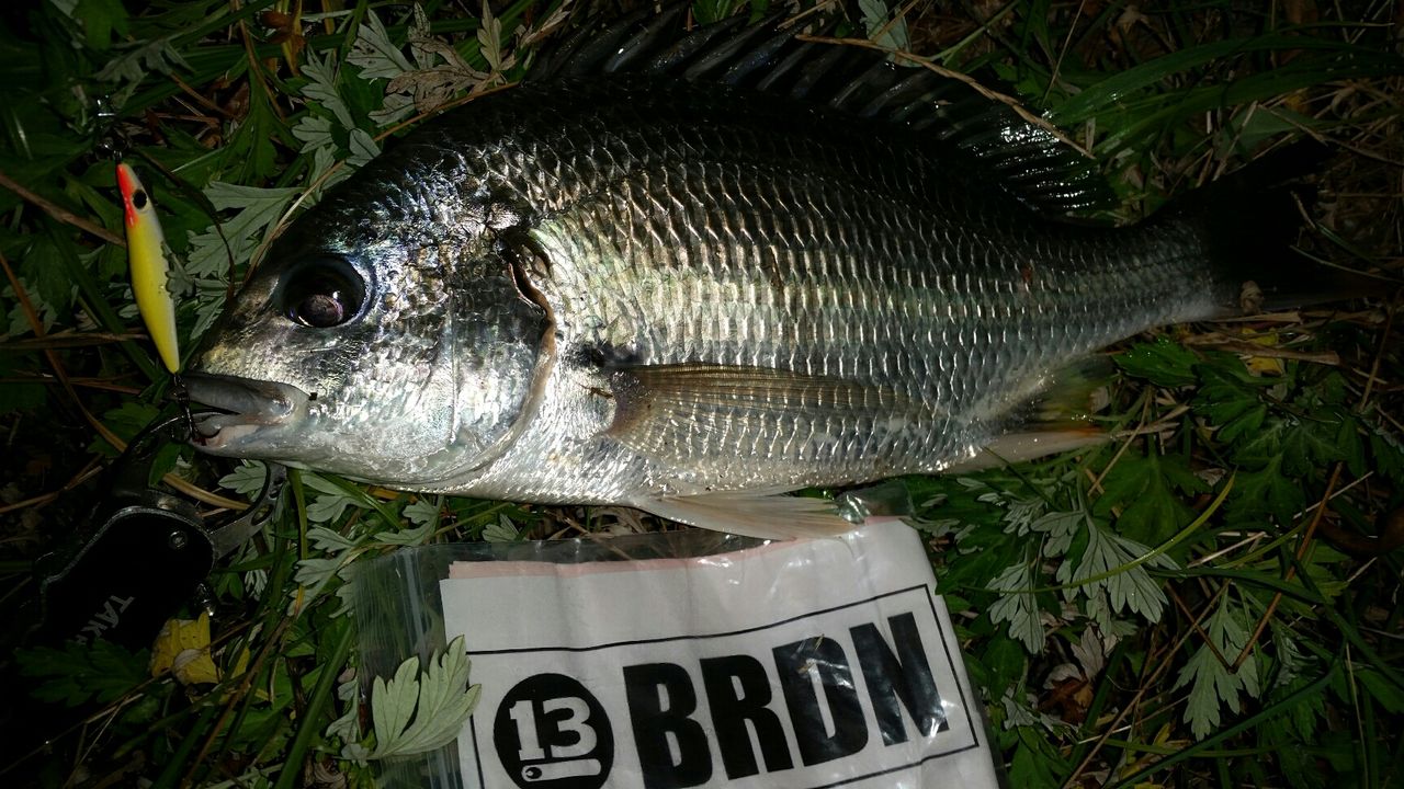 ブリーデン カタログ16 新製品 ぱるます Lure Fishing