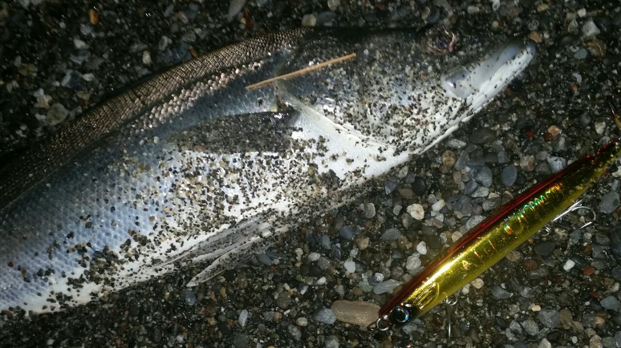 かっ飛び棒でサーフシーバス ぱるます Lure Fishing
