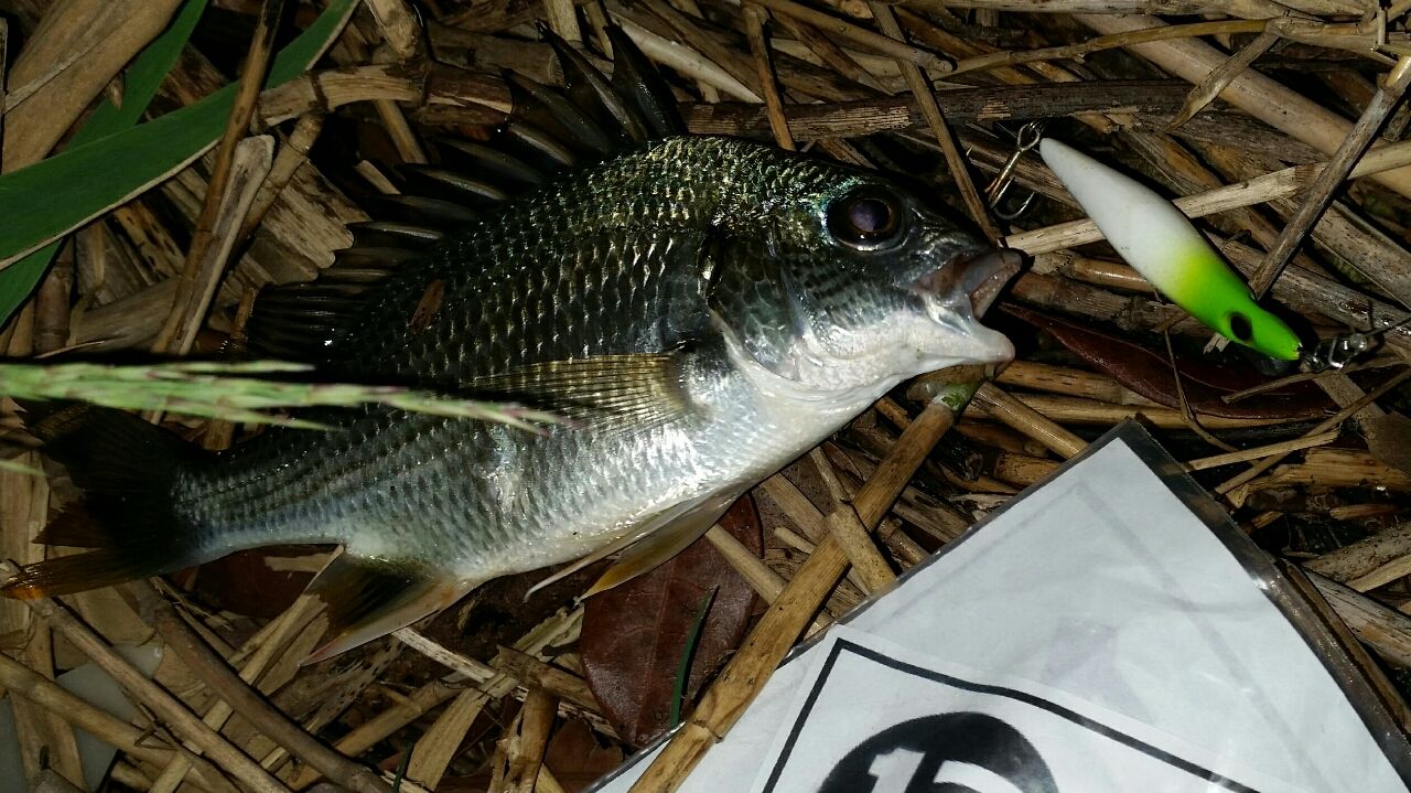 Ggcc ミニマルゲーム ぱるます Lure Fishing
