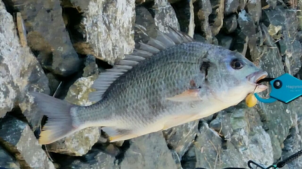 浜名湖 クランク キビレチヌゲーム ぱるます Lure Fishing 浜名湖 クランク キビレチヌゲーム ぱるます Lure Fishing