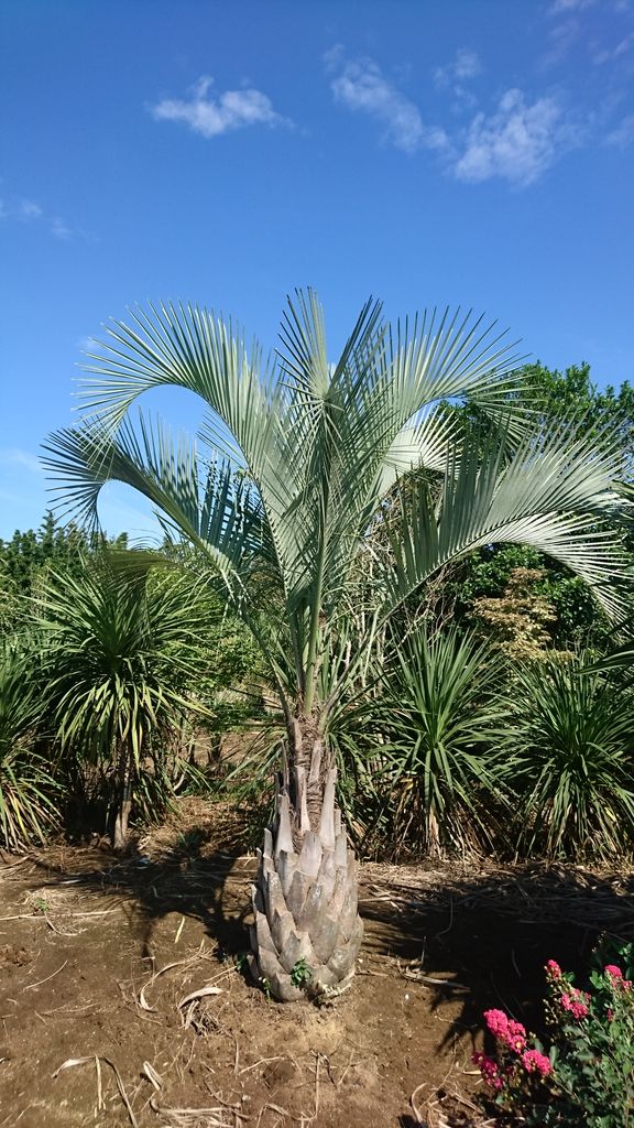 シルバーリーフ ココスヤシ