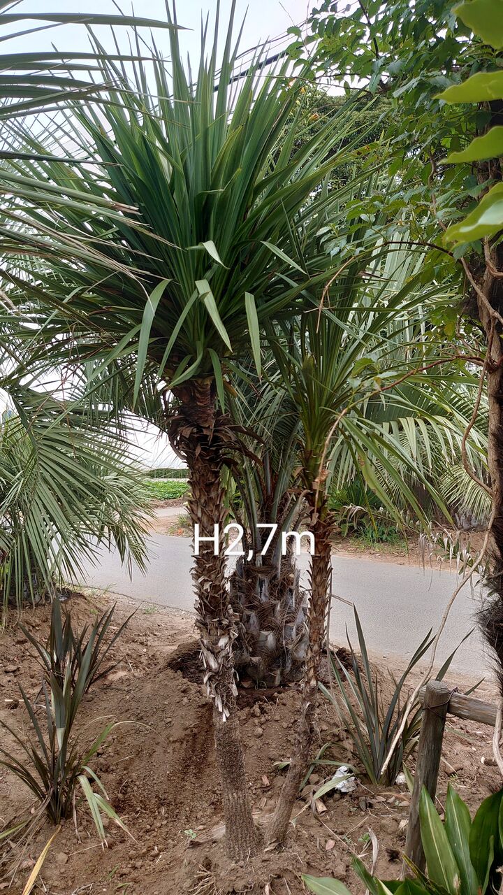 ☆♪ 『ドラセナ』 ニオイシュロラン 南国リゾートの雰囲気