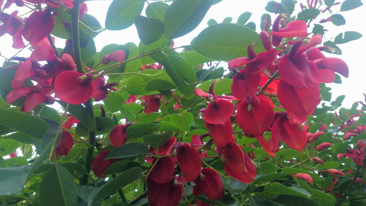 アメリカデイゴ 茨城県 ヤシの木販売 パームスガーデン Hokota リゾート風庭園