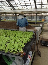 お父さんの背中