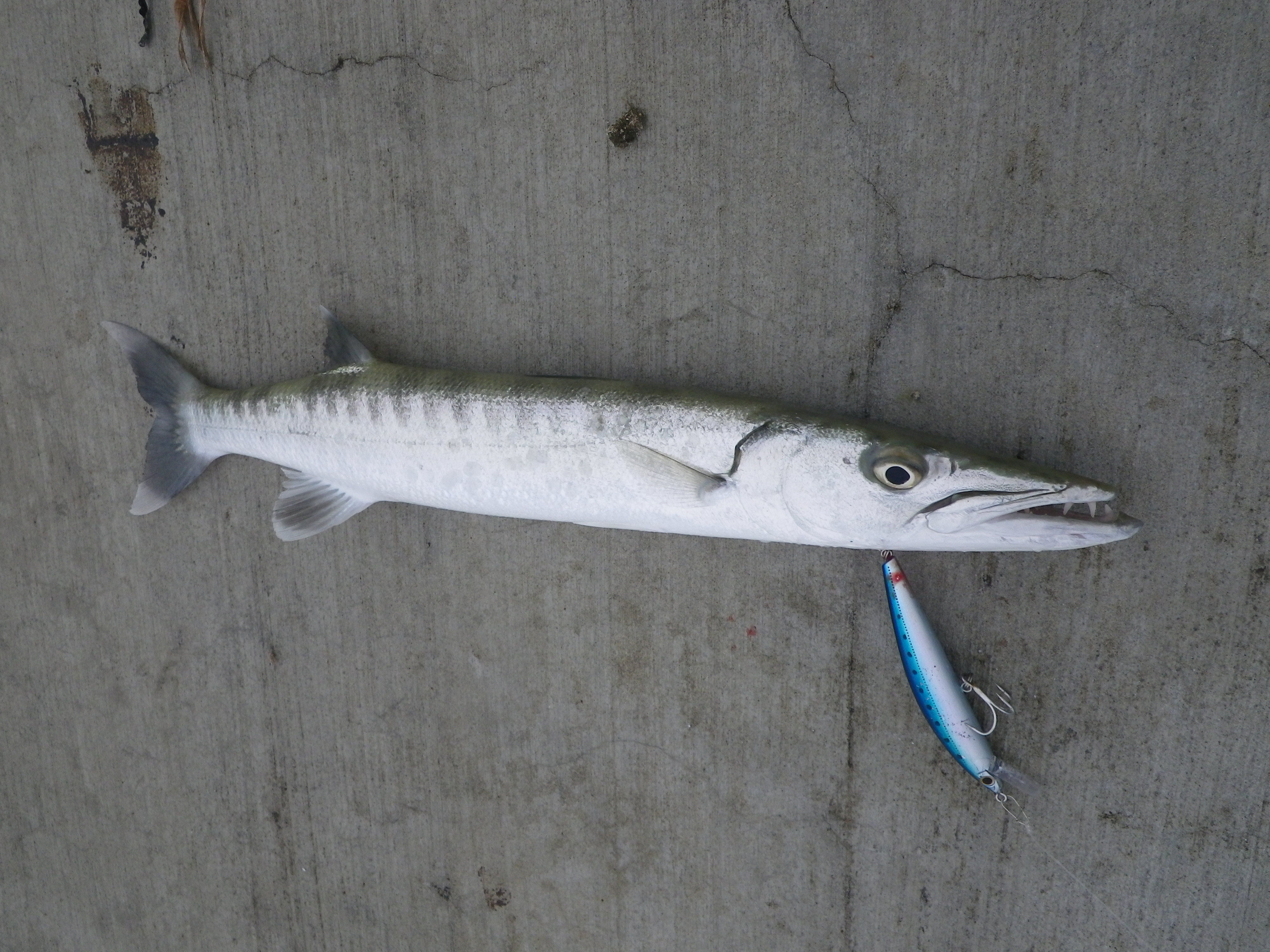 16年 思い出の魚達 Nonbiri釣りとかやってます