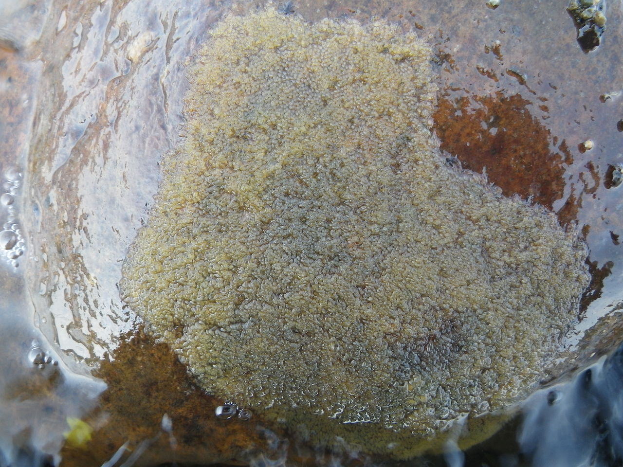 昆虫採集 Nonbiri釣りとかやってます 昆虫採集 Nonbiri釣りとかやってます