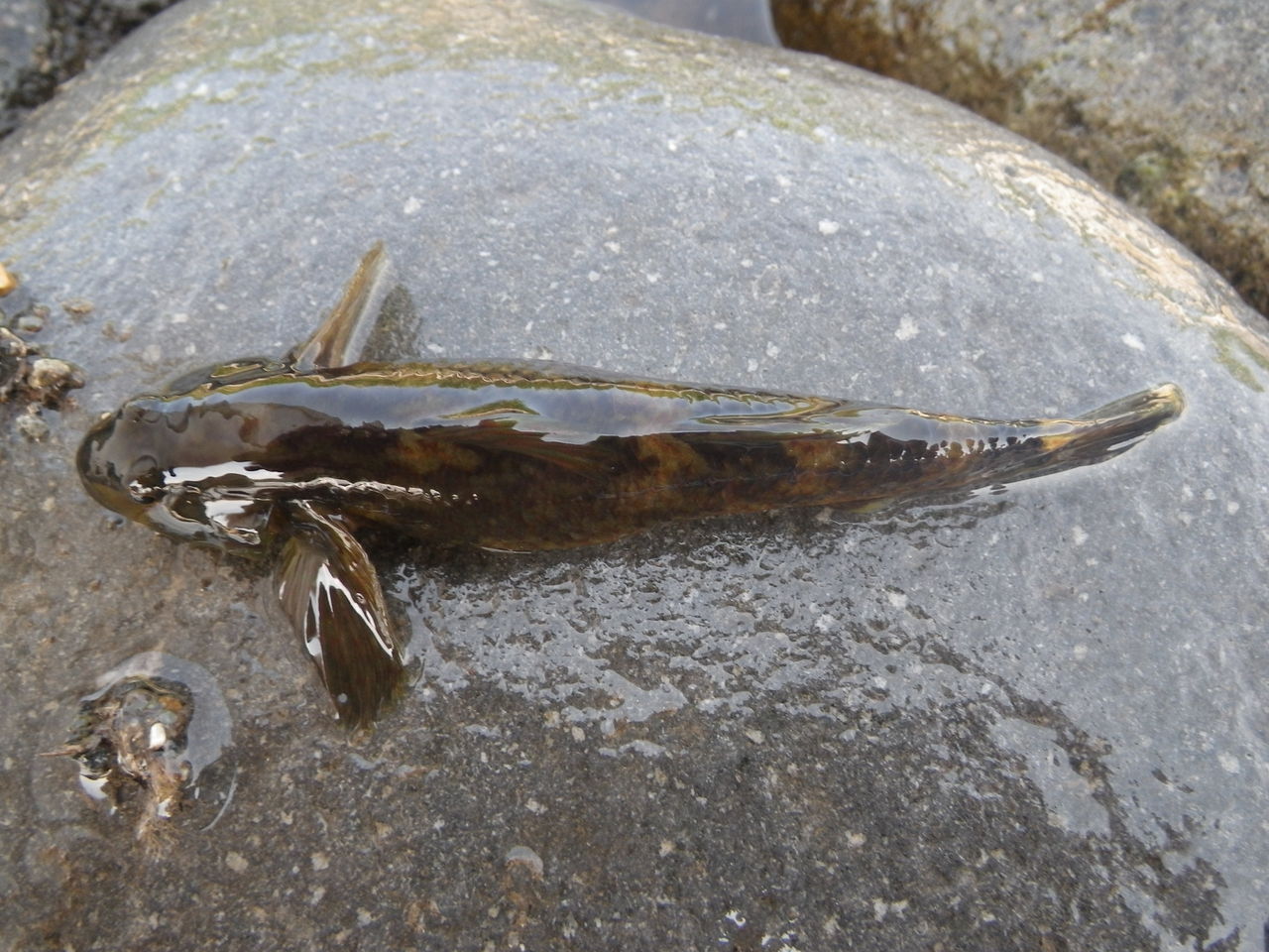 昆虫採集 Nonbiri釣りとかやってます 昆虫採集 Nonbiri釣りとかやってます