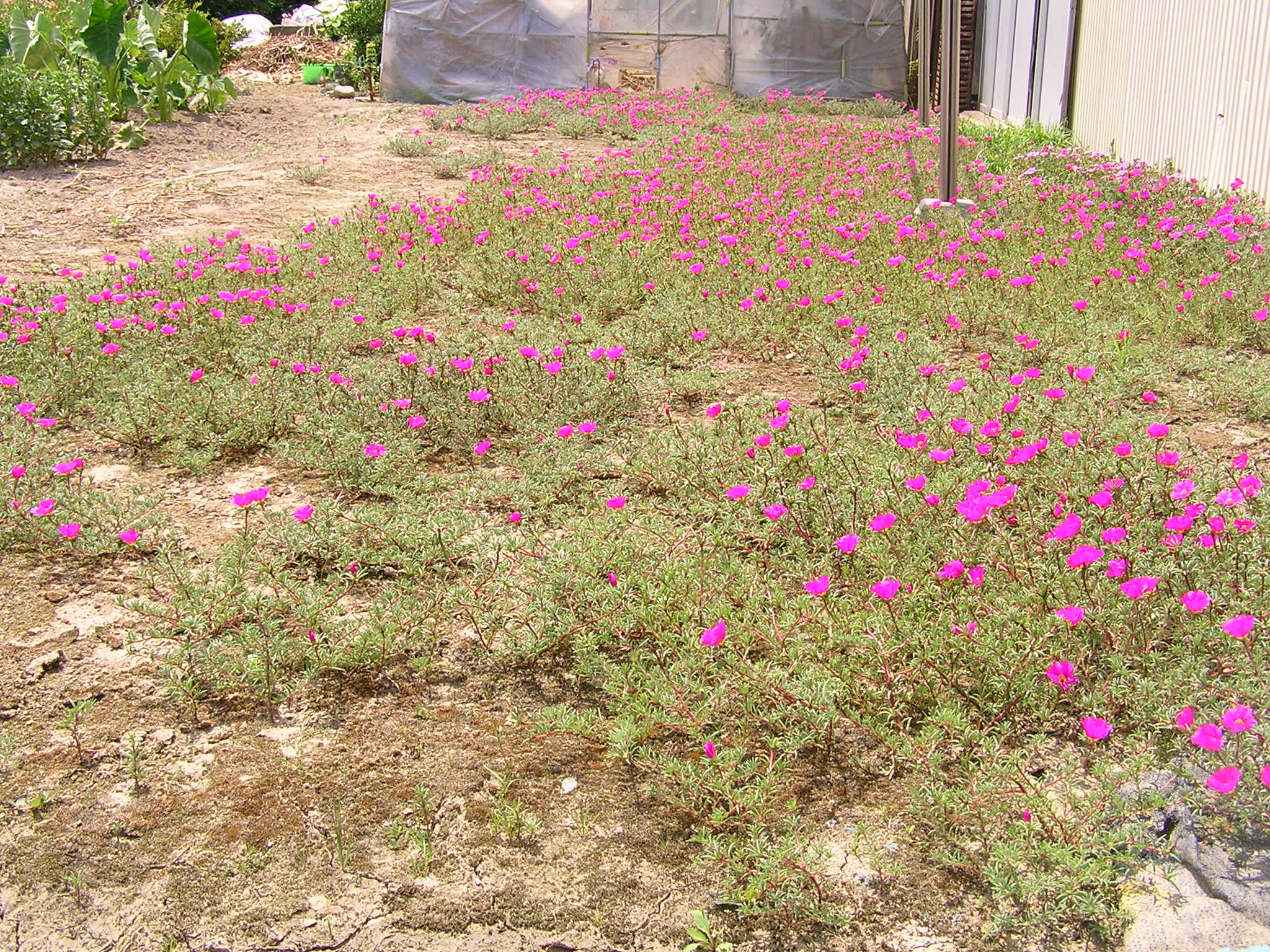 夏の庭を飾る草花 家族と趣味の綴り