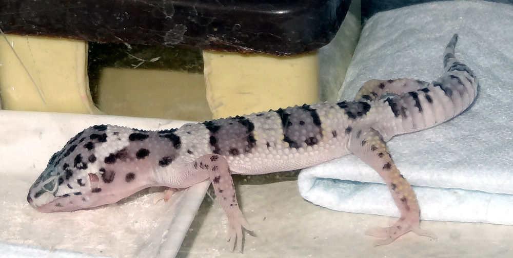 食欲不振のレオパ カルシウム舐める ベビー 2週間目 テラリウムで暮らす私のレオパ