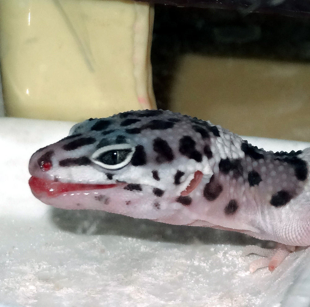 食欲不振のレオパ カルシウム舐める ベビー 2週間目 テラリウムで暮らす私のレオパ