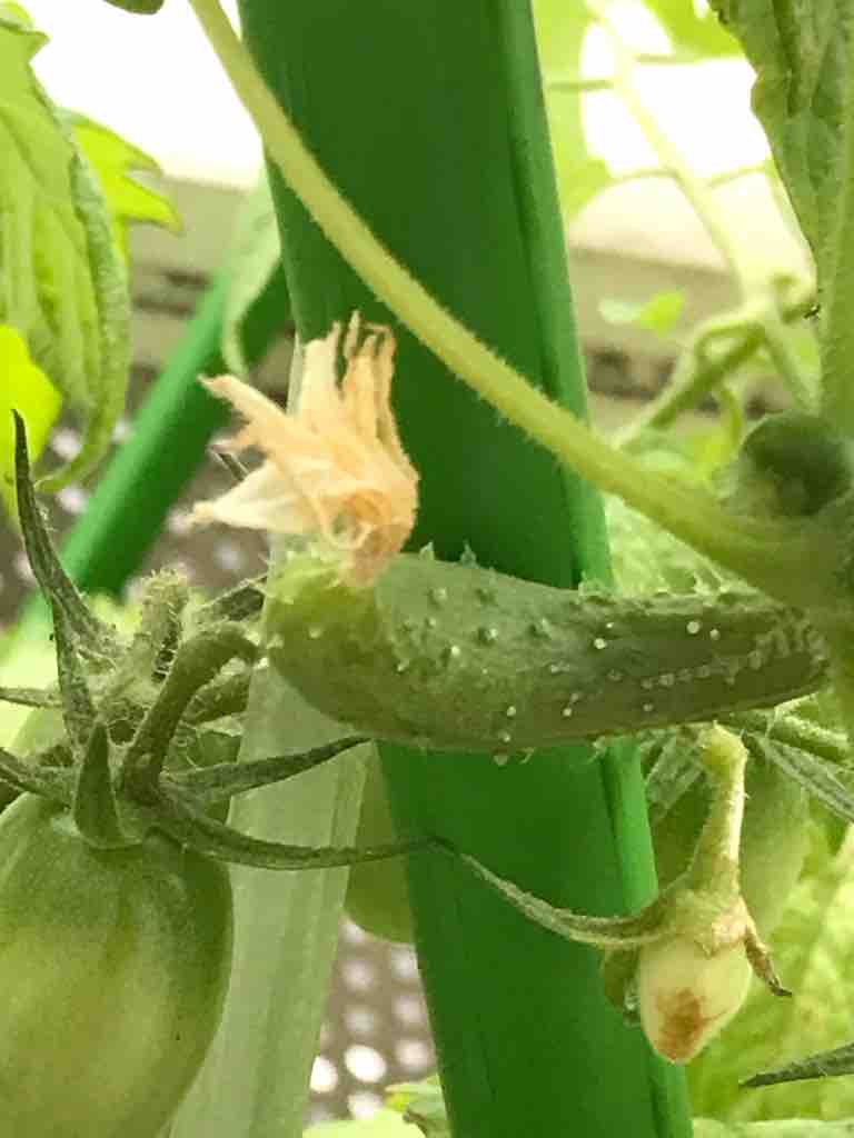 おもしろ野菜 夢かぎりなく 愛に満ちて おもしろ野菜 夢かぎりなく 愛に満ちて