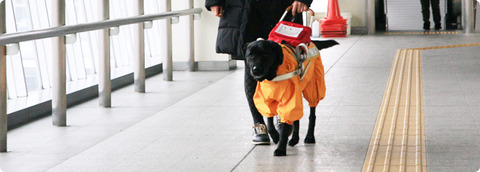 盲導犬