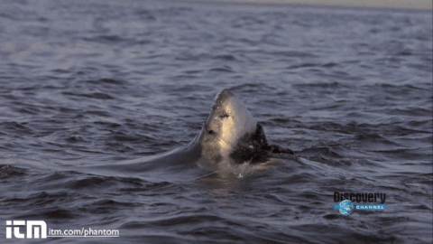 サメ怖過ぎ なgifコレクション ぱみゅぱみゅ動画 サメ怖過ぎ なgifコレクション ぱみゅぱみゅ動画