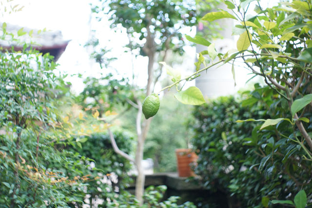 ◆Meyer-Optik Gorlitz◆ Domiplan 50mm F2.8 IMG_9823-1024x683.jpg