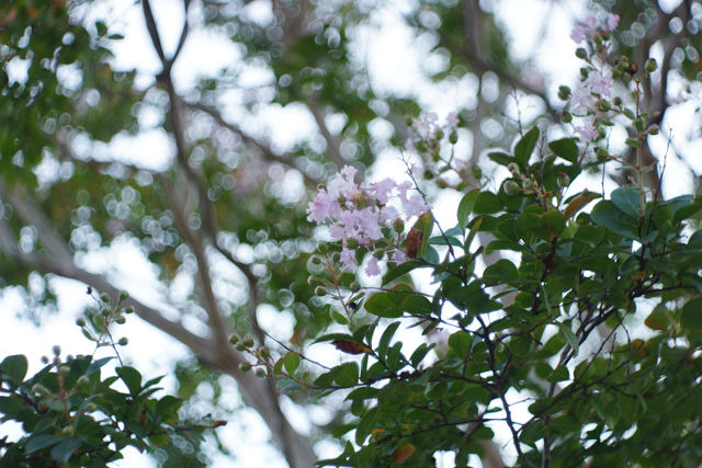 オールドレンズ】Meyer-Optik Gorlitz Domiplan 50mm F2.8 その2 オールドレンズ】Meyer-Optik Gorlitz Domiplan 50mm F2.8 その2