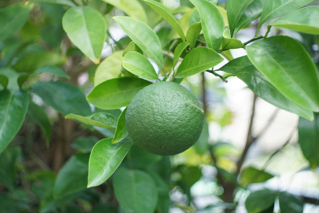 オールドレンズ】Meyer-Optik Gorlitz Domiplan 50mm F2.8 : ヘンリー