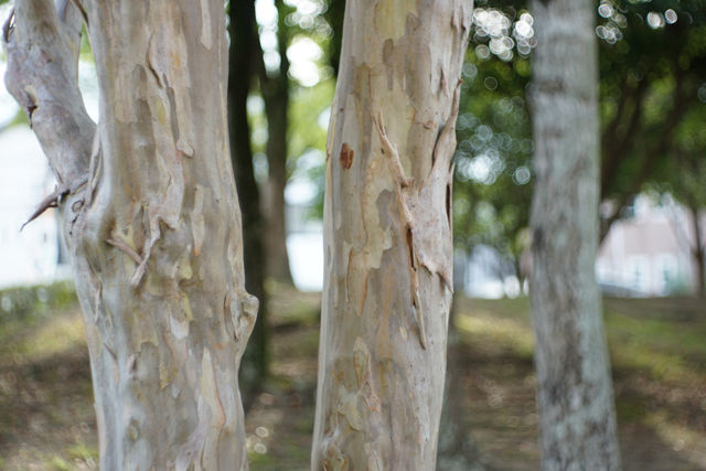 オールドレンズ】Meyer-Optik Gorlitz Domiplan 50mm F2.8 その2