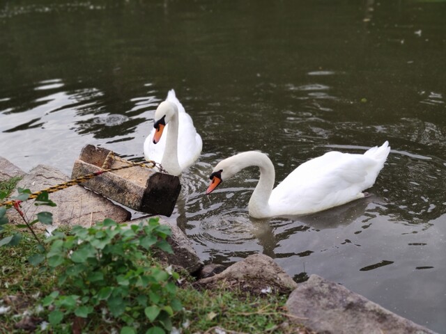 IMG_20201003_082701