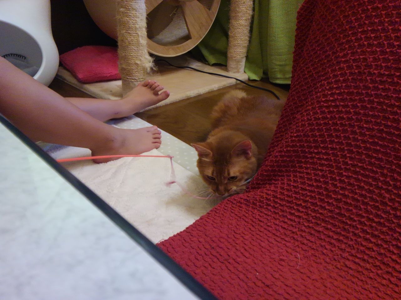 ねこカフェ まおン家 長岡市青葉台5丁目9 3 ぶろぐぱなぱな Ver