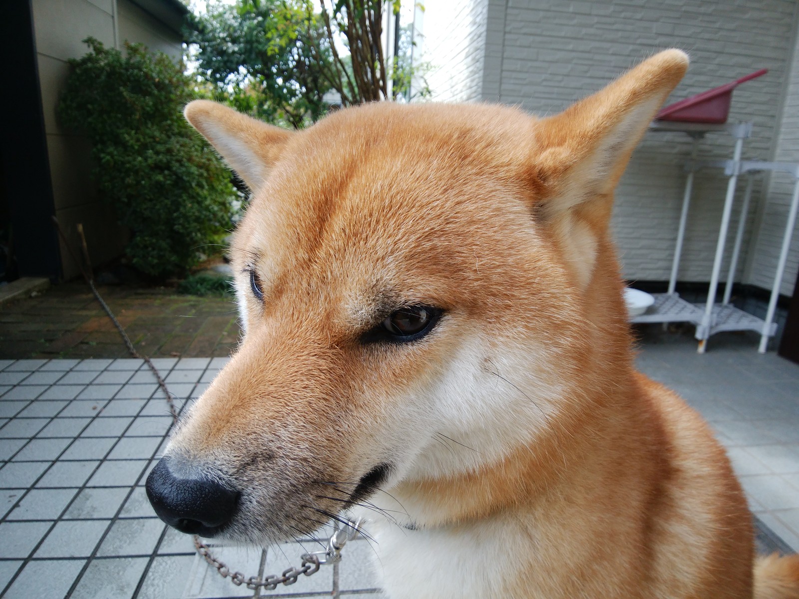 げんいち 2歳7か月になりました ぶろぐぱなぱな Ver