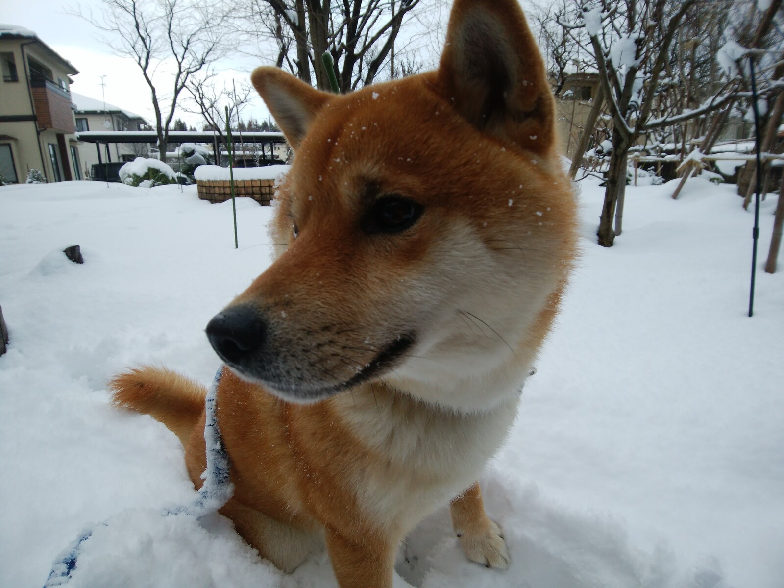 げんいち 2歳11か月になりました ぶろぐぱなぱな Ver げんいち 2歳11か月になりました ぶろぐぱなぱな Ver