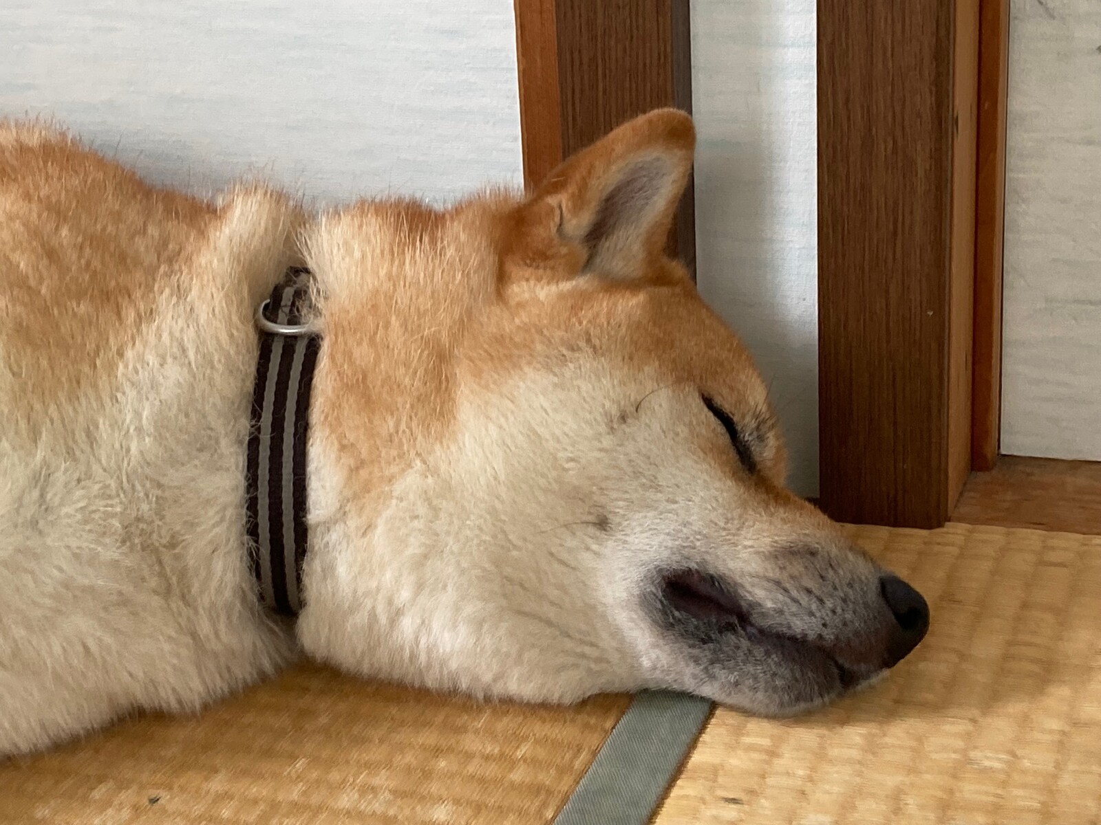 げんいち 5歳4か月になりました ぶろぐぱなぱな Ver