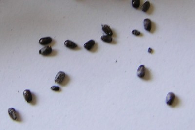 ラベンダーの種 四季彩彩