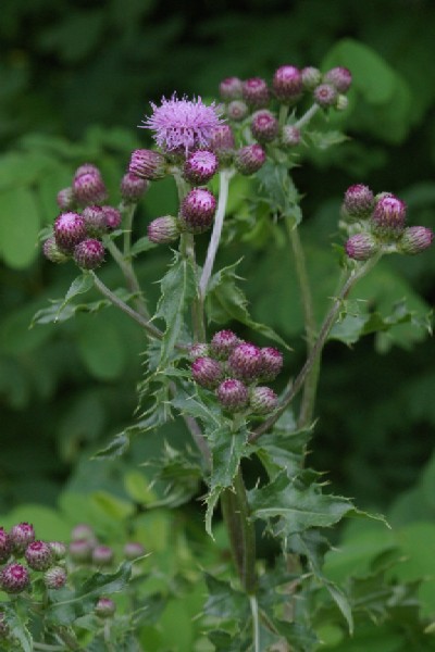 セイヨウトゲアザミ 四季彩彩
