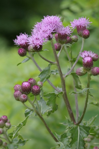 セイヨウトゲアザミ 四季彩彩