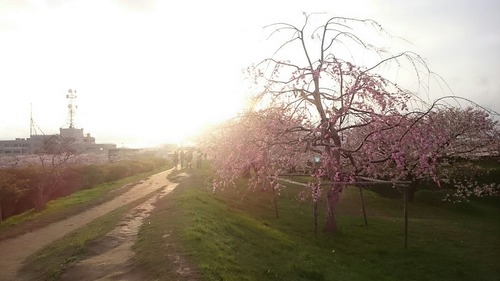 垂れ桜 特別史跡 五稜郭