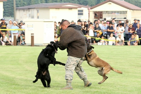 軍用警察犬 横田基地日米友好祭