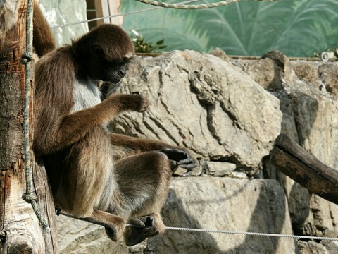 ブラウンケナガクモザル 江戸川区自然動物園 行船公園