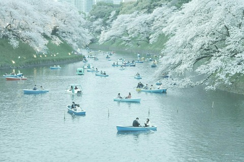 桜 千鳥ヶ淵