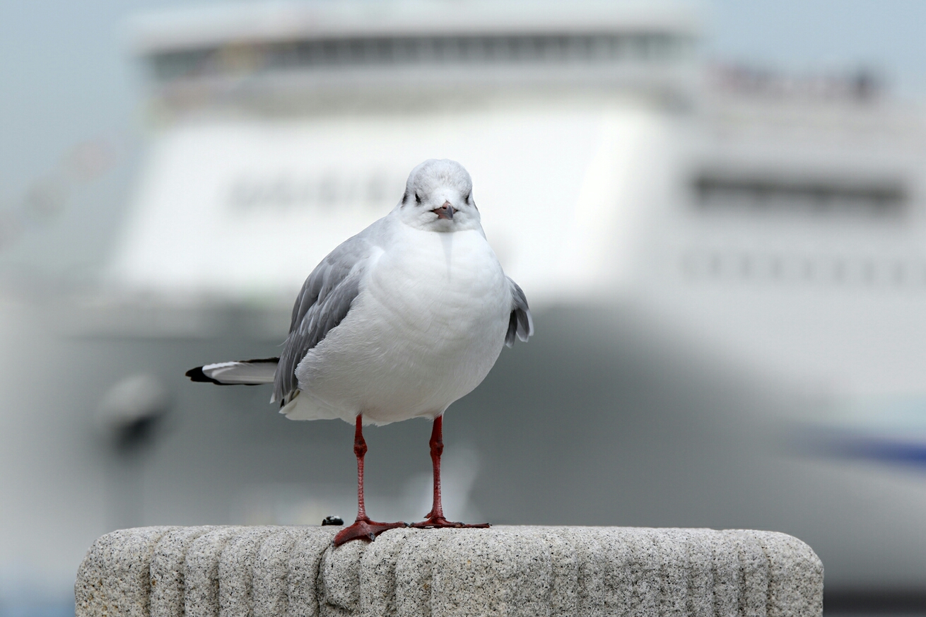 ３月４日 土 横浜散策撮影あれやこれ ぱんこの撮影日記 本館
