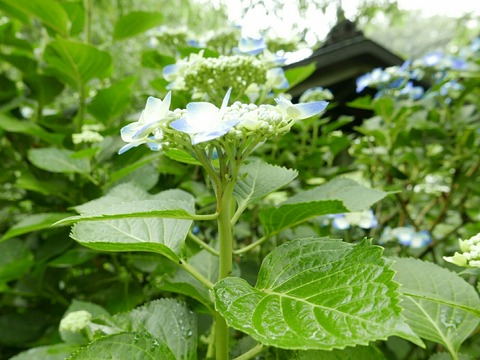 紫陽花 鎌倉 明月院