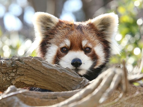 シセンレッサーパンダ 市川市動植物園