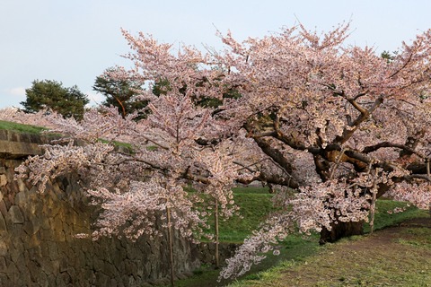 函館 五稜郭 桜満開