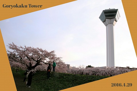 函館 五稜郭 五稜郭タワー 桜満開