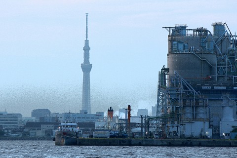夕景 若洲海浜公園 スカイツリー