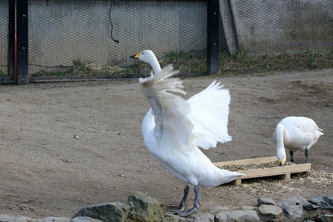 旭川市 旭山動物園 ととりの村 ハクチョウ