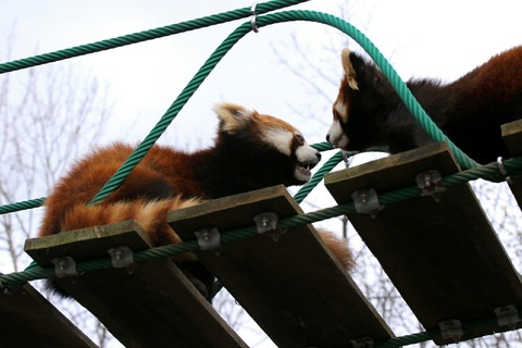 旭川市 旭山動物園 レッサーパンダ 吊り橋