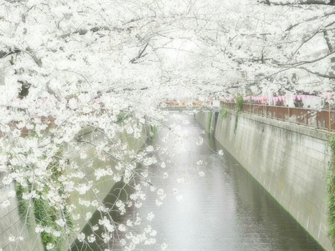 桜 目黒川