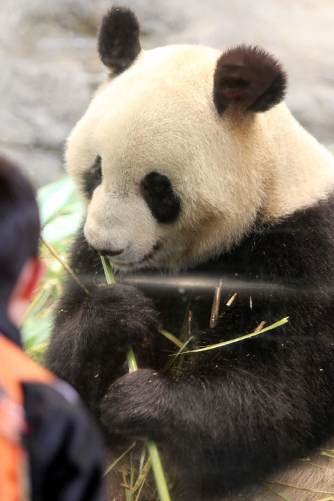 上野動物園 パンダ