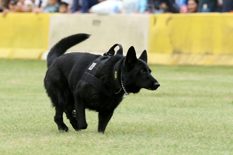 K9 軍用警察犬 デモンストレーション 横田基地日米友好祭